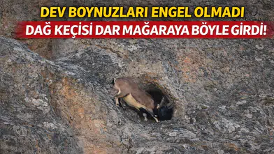 Dağ Keçisinin hayran bırakan çevikliği kameralarda