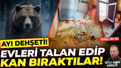Minarli Yaylası'nda ayı kabusu: Bir gecede evleri talan ettiler