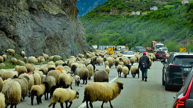 Gümüşhane yaylalarına geleneksel küçükbaş hayvan göçü başladı