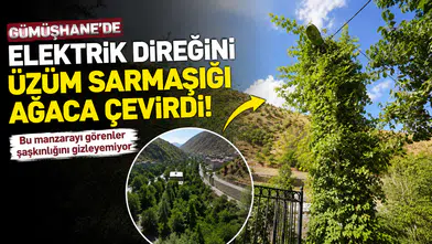 İlk Bakışta Ağaç Sanıyorlar: Gümüşhane'deki Bu Direğin Asıl Gerçeğini Görenler Şaşırıyor!