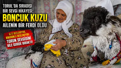 Torul'da Sıradışı Bir Sevgi Hikayesi: Boncuk Kuzu Ailenin Bir Ferdi Oldu