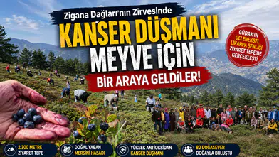 Gümüşhane'de 80 Doğasever Doğal Yaban Mersini Hasadı Yaptı