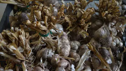 "Silve Sarımsağı"nda tescil için ilk adım atıldı