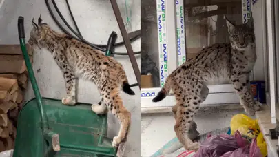 Yolunu şaşıran vaşak Torul ilçe merkezine indi