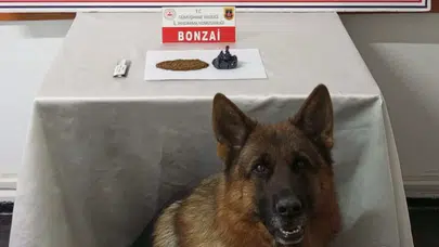 Gümüşhane’de zehir sevkiyatına Jandarma engel oldu