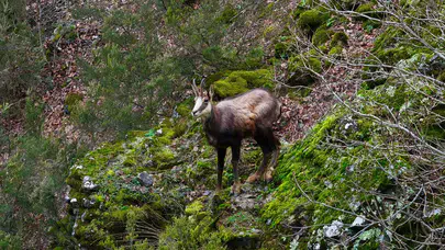 Türkiye’de en düşük rakımda sadece Gümüşhane’de görülüyor!