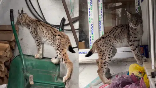 Yolunu şaşıran vaşak Torul ilçe merkezine indi