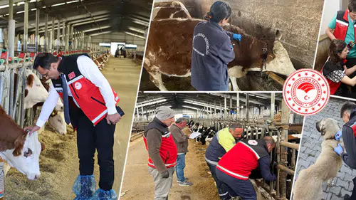 Gümüşhane’de hayvanlara yönelik 241 bin 536 koruyucu aşı uygulaması yapıldı