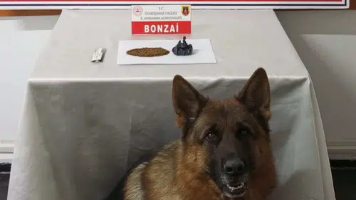 Gümüşhane’de zehir sevkiyatına Jandarma engel oldu