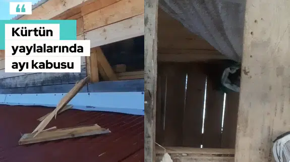 Kış Uykusundan Aç Uyandılar! Gümüşhane'de Yayla Evlerini Paramparça Ettiler