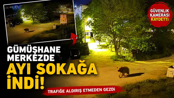 Gümüşhane’de şehir merkezinde yiyecek arayan ayı kamerada