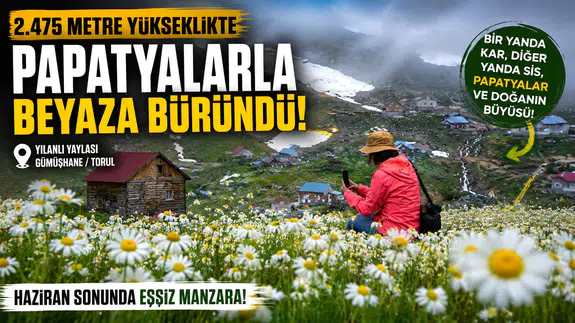 Gümüşhane'nin Çatısında Görsel Şölen: Yılanlı Yaylası Papatyalarla Kaplandı