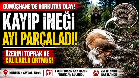 Kürtün'de İki Günlük Arama Dehşetle Bitti: Kayıp İneği Ayı Parçaladı
