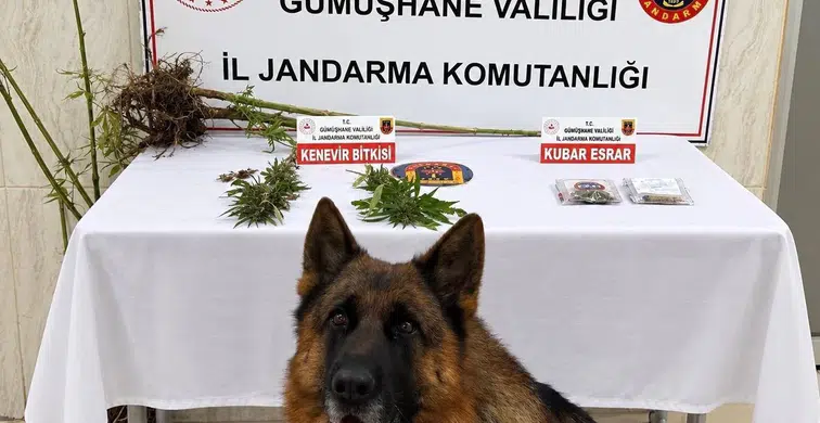 Jandarmadan Uyuşturucu Operasyonu: Kürtün'de Kenevir ve Kubar Esrar Ele Geçirildi