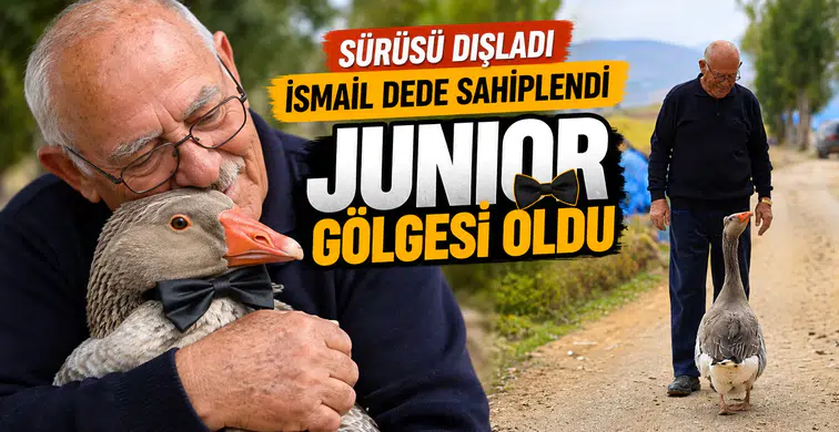Gümüşhane'de dışlanan kaz "Juniour" İsmail Dede'nin gölgesi oldu
