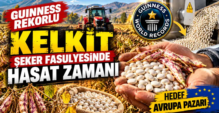 Guinness Rekorlu Kelkit Şeker Fasulyesinde Hasat Zamanı
