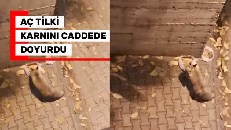 Gümüşhane'de şaşkına çeviren görüntü: Tilki şehrin göbeğinde karnını doyurdu!