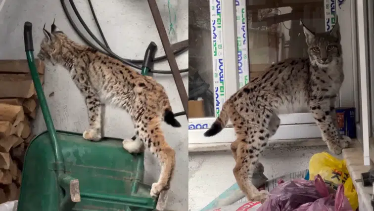 Yolunu şaşıran vaşak Torul ilçe merkezine indi