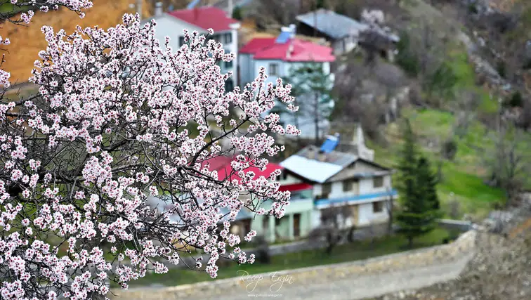 Gümüşhane’de baharın renkleri kışın beyazıyla kucaklaştı