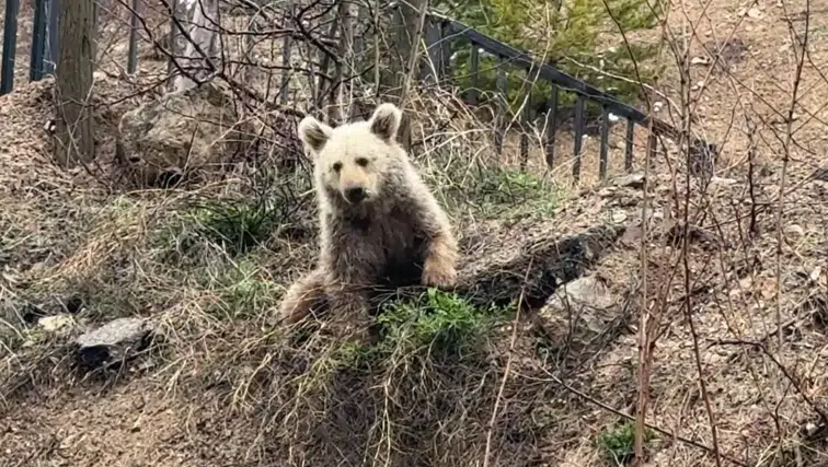 Gümüşhane'de şaşırtan manzara! Vatandaşlar 'Koca Oğlan'ı ekmekle besledi