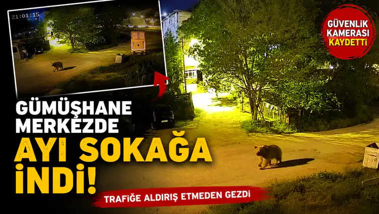 Gümüşhane’de şehir merkezinde yiyecek arayan ayı kamerada