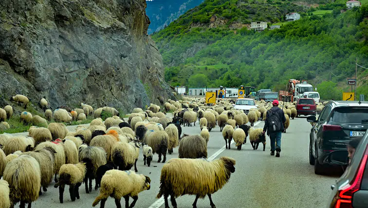 Gümüşhane yaylalarına geleneksel küçükbaş hayvan göçü başladı