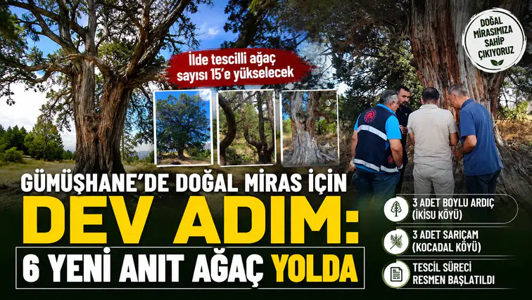Gümüşhane’de Doğal Miras İçin Dev Adım: 6 Yeni Anıt Ağaç Yolda