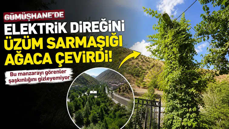 İlk Bakışta Ağaç Sanıyorlar: Gümüşhane'deki Bu Direğin Asıl Gerçeğini Görenler Şaşırıyor!