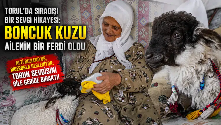 Torul'da Sıradışı Bir Sevgi Hikayesi: Boncuk Kuzu Ailenin Bir Ferdi Oldu