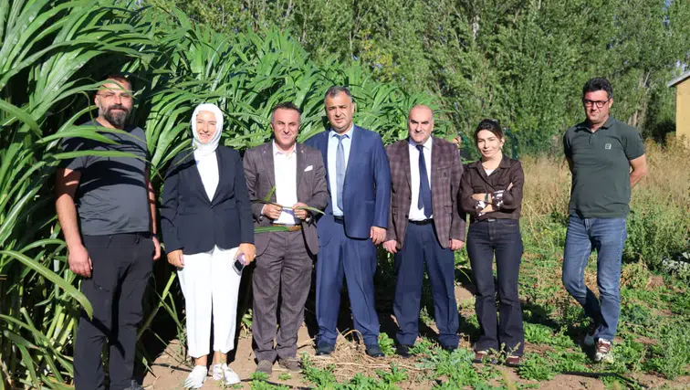 Gümüşhane Üniversitesi’nden Bölge Hayvancılığına Alternatif Kaba Yem Hazırlığı: Fil Otu