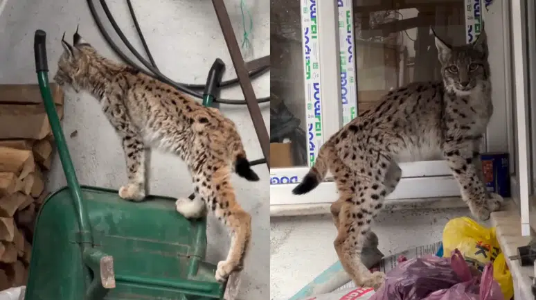 Yolunu şaşıran vaşak Torul ilçe merkezine indi