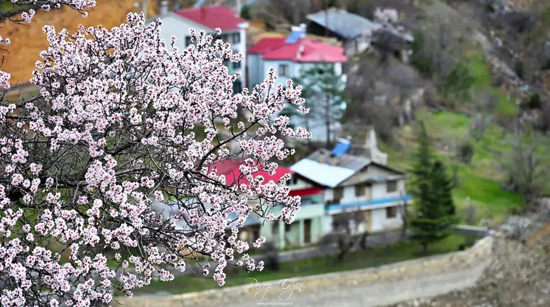 Gümüşhane’de baharın renkleri kışın beyazıyla kucaklaştı