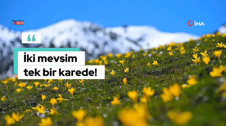 Gümüşhane’de iki mevsim bir arada: Bir yanda kar, bir yanda çiçek