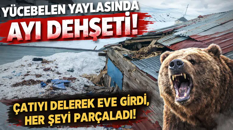 Gümüşhane yaylarında ayı dehşeti devam ediyor