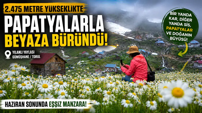 Gümüşhane'nin Çatısında Görsel Şölen: Yılanlı Yaylası Papatyalarla Kaplandı