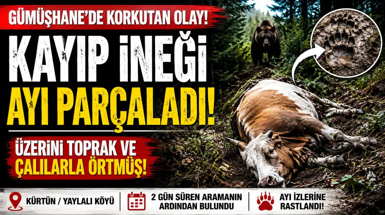 Kürtün'de İki Günlük Arama Dehşetle Bitti: Kayıp İneği Ayı Parçaladı