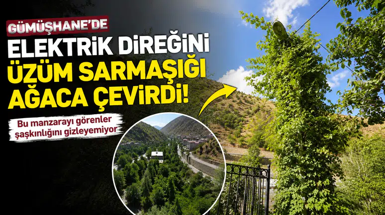 İlk Bakışta Ağaç Sanıyorlar: Gümüşhane'deki Bu Direğin Asıl Gerçeğini Görenler Şaşırıyor!