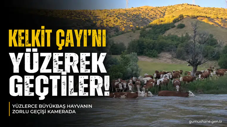 Kelkit Çayı'nı Yüzerek Geçen Büyükbaş Hayvan Sürüsü Renkli Görüntüler Oluşturdu
