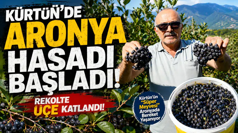 Kürtün’ün "Süper Meyvesi" Aronyada Hasat Bereketi Yaşandı