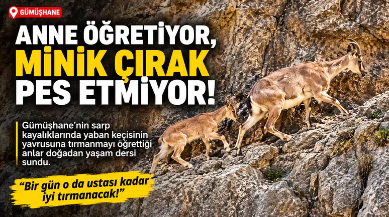 Gümüşhane’nin Sarp Kayalıklarında Yaşam Dersi: Minik Yavru Pes Etmedi!
