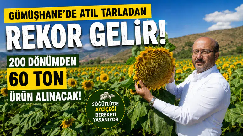 Gümüşhane’de Atıl Tarladan Rekor Gelir: 200 Dönümden 60 Ton Ürün Alınacak!