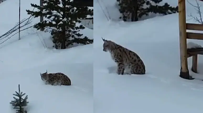 Gümüşhane’nin "Orman Hayaleti" Kar Üstünde Ortaya Çıktı