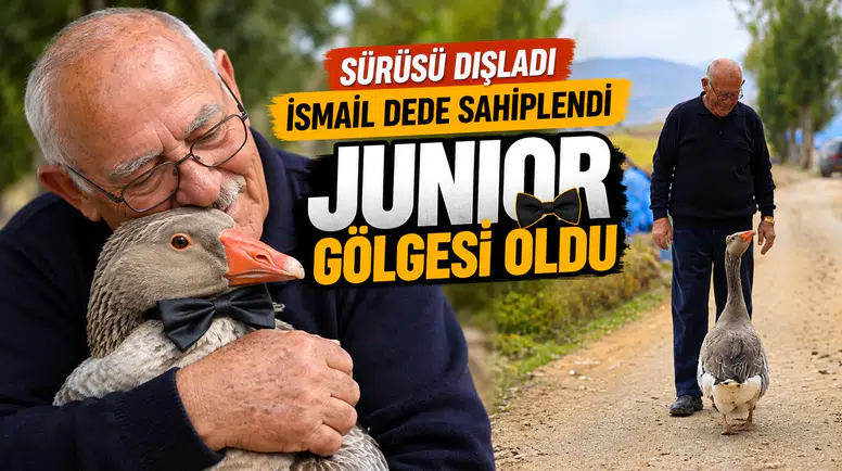 Gümüşhane'de dışlanan kaz "Juniour" İsmail Dede'nin gölgesi oldu