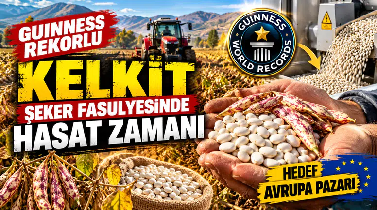 Guinness Rekorlu Kelkit Şeker Fasulyesinde Hasat Zamanı