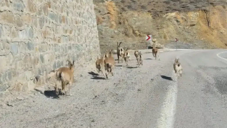 Bahçeli’de doğa şöleni: Yaban Keçileri yavrularıyla görüntülendi