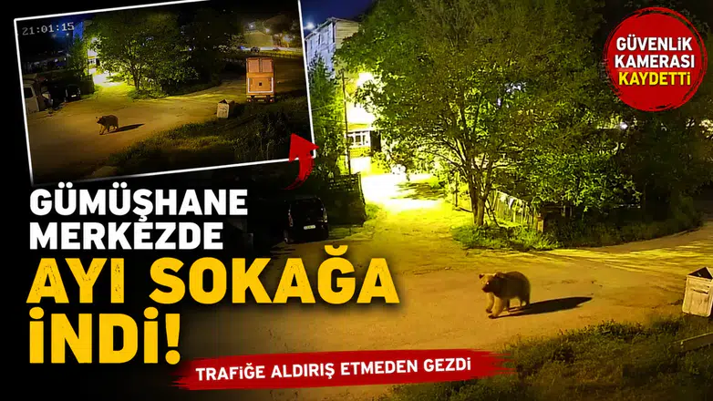Gümüşhane’de şehir merkezinde yiyecek arayan ayı kamerada