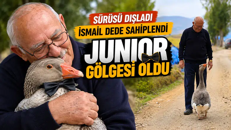 Gümüşhane'de dışlanan kaz "Juniour" İsmail Dede'nin gölgesi oldu