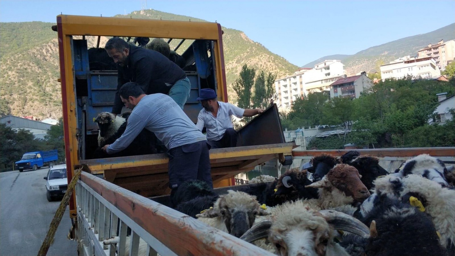 Gümüşhane’de genç çiftçilere küçükbaş hayvanları dağıtıldı 9