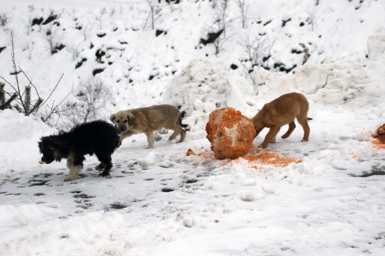 Zigana dağındaki sahipsiz hayvanlara yem bırakıldı 1