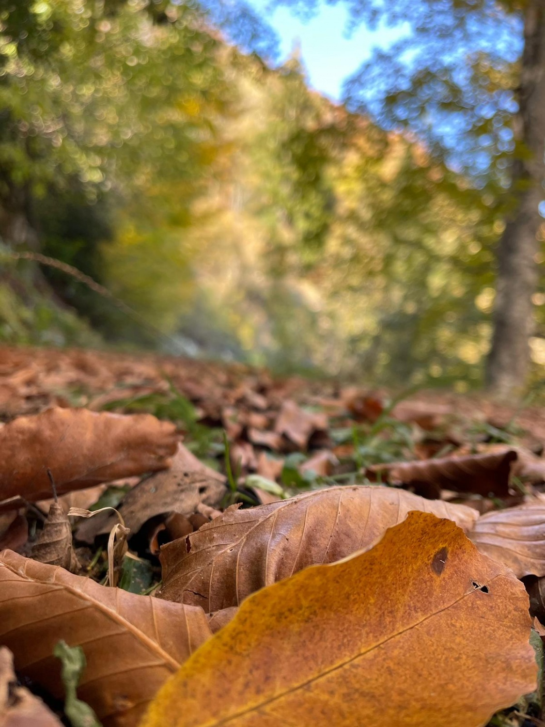 Kelkit Türk Eğitim-Sen ailesinden Örümcek Ormanları gezisi 1